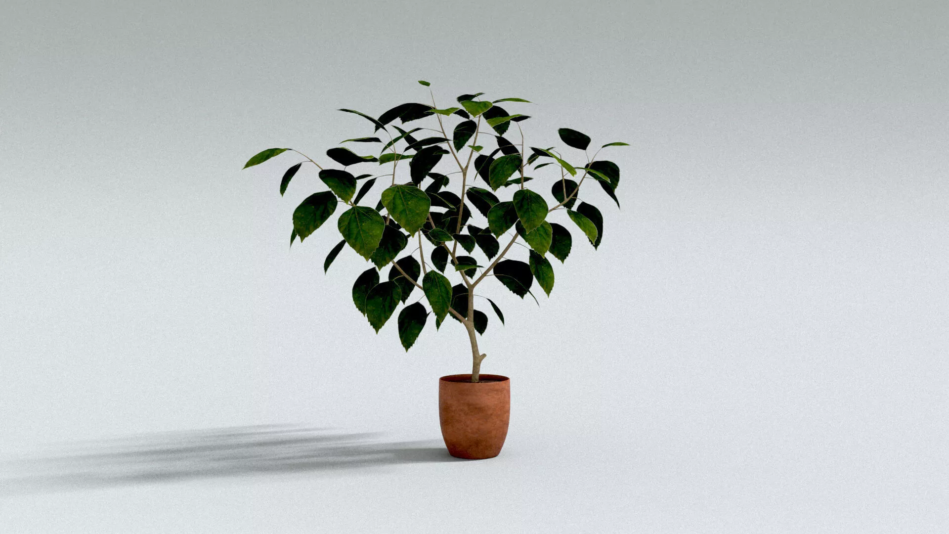 laos Hibiscus 3D model