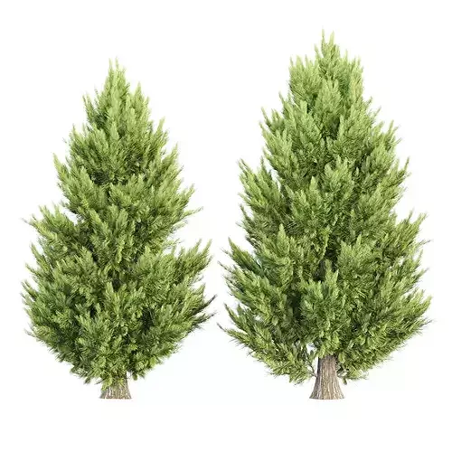 Juniperus chinensis Trees Vol 417 3D Model