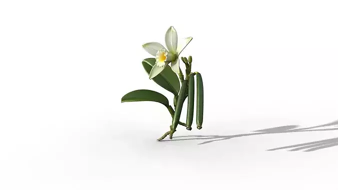 Vanilla Orchid 3D model 3
