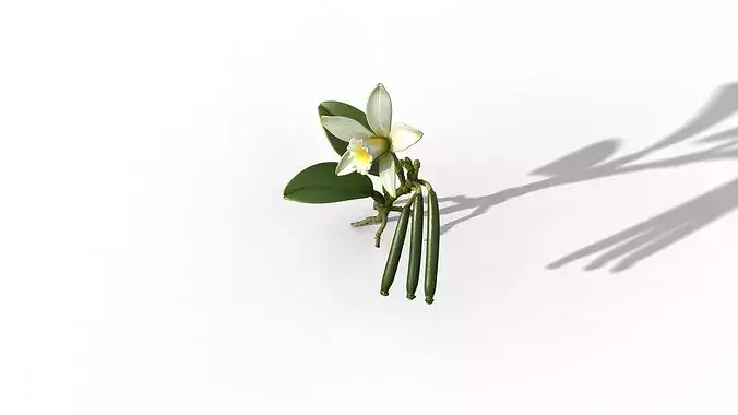 Vanilla Orchid 3D model 4