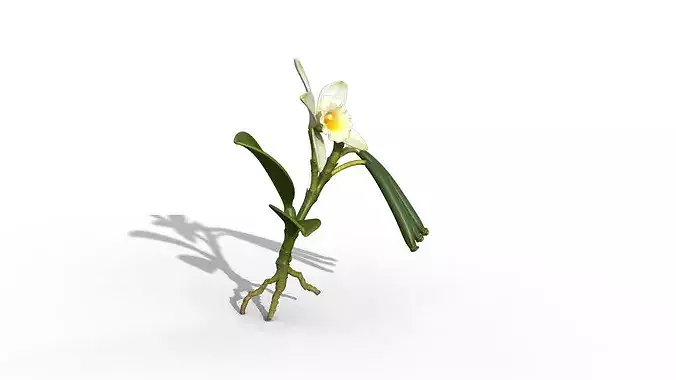 Vanilla Orchid 3D model 6