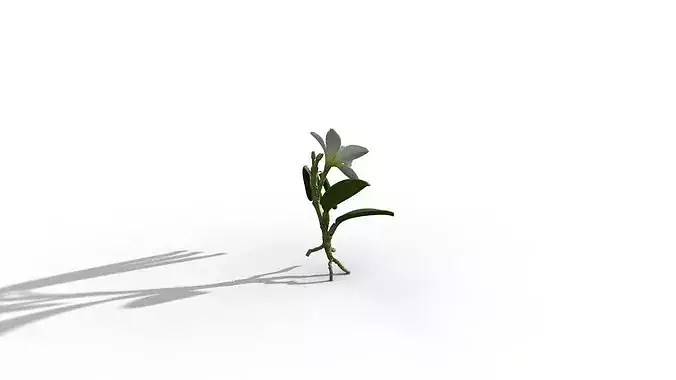 Vanilla Orchid 3D model 7