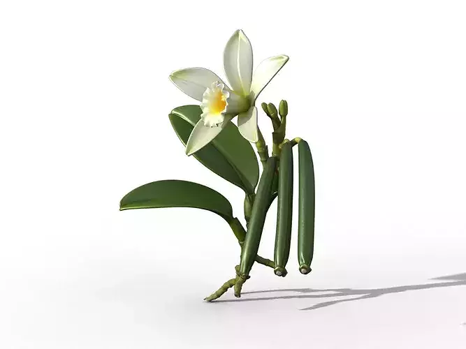 Vanilla Orchid 3D model