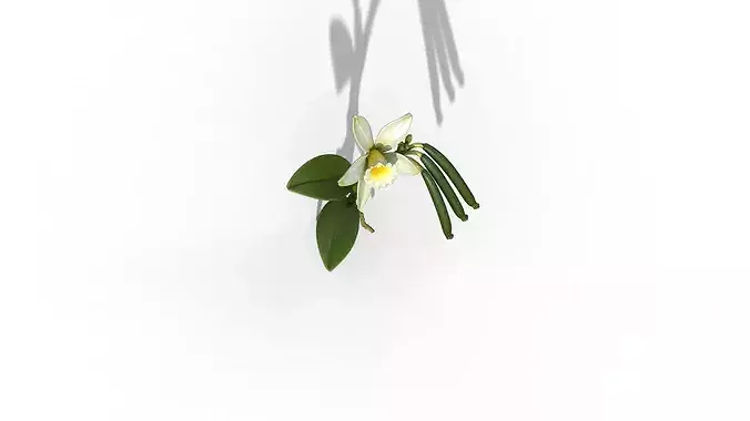 Vanilla Orchid 3D model 5