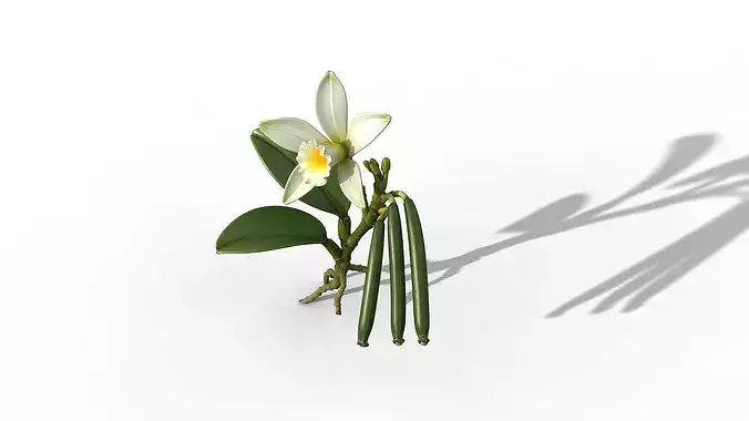 Vanilla Orchid 3D model 2