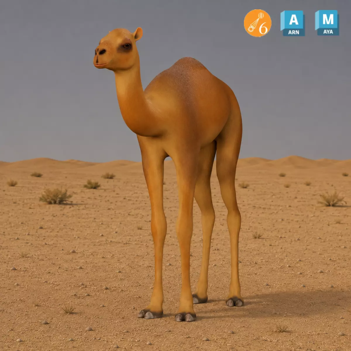 Camel Calf Rig Low-poly 3D model
