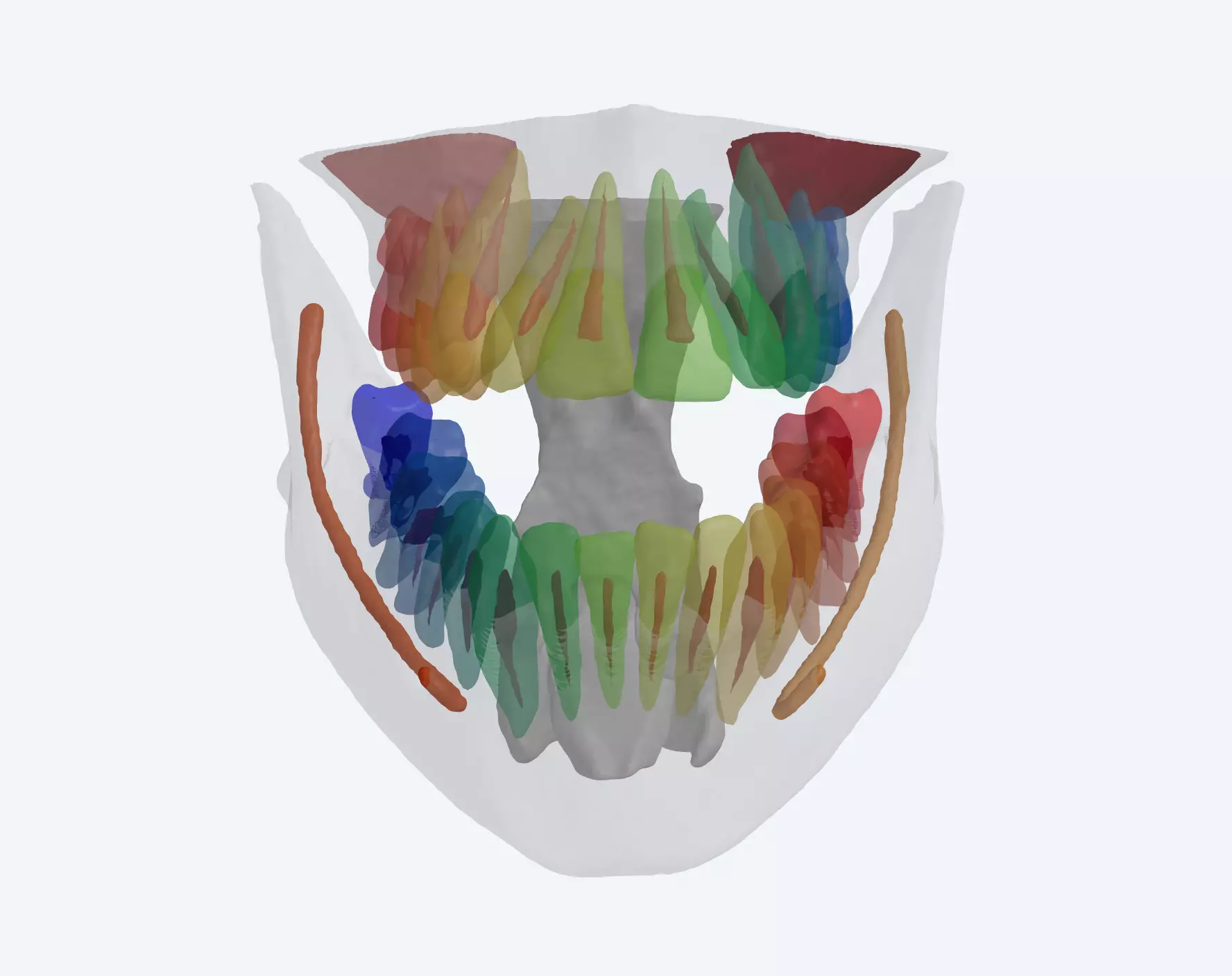 P26 - 3D STL Anatomy CBCT Segmentation 3D model