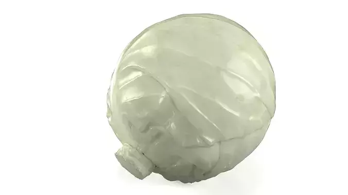 Natural White Cabbage 3D model