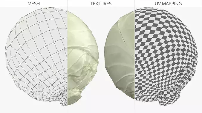 Natural White Cabbage 3D model 4
