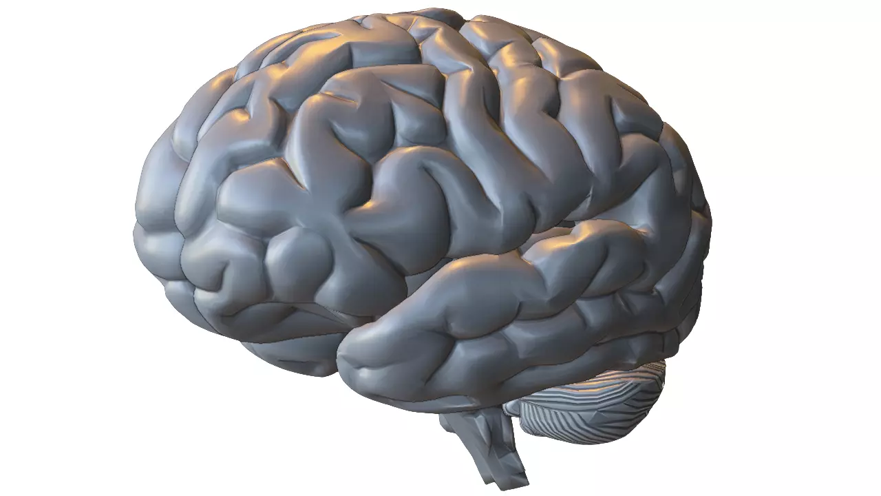 Human Brain Anatomy 3D model