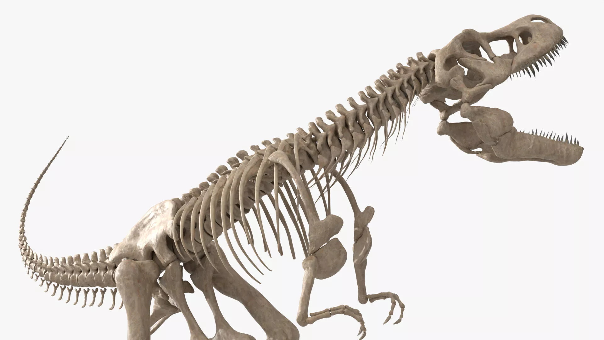 T-Rex Bone Structure Roaring Animated Rigged For Blender 3D model