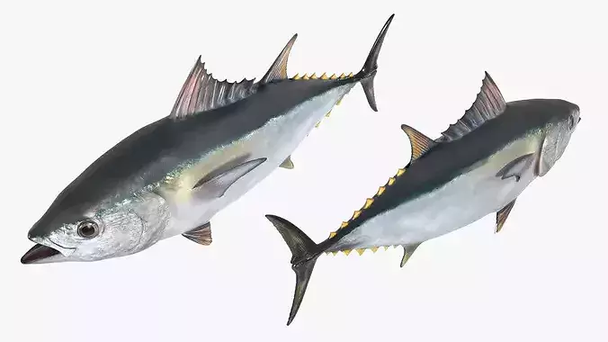 Marine Yellowfin Tuna For Blender 3D model 4