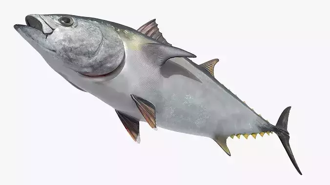 Marine Yellowfin Tuna For Blender 3D model 5