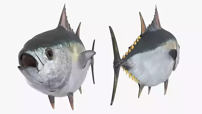 Marine Yellowfin Tuna For Blender 3D model