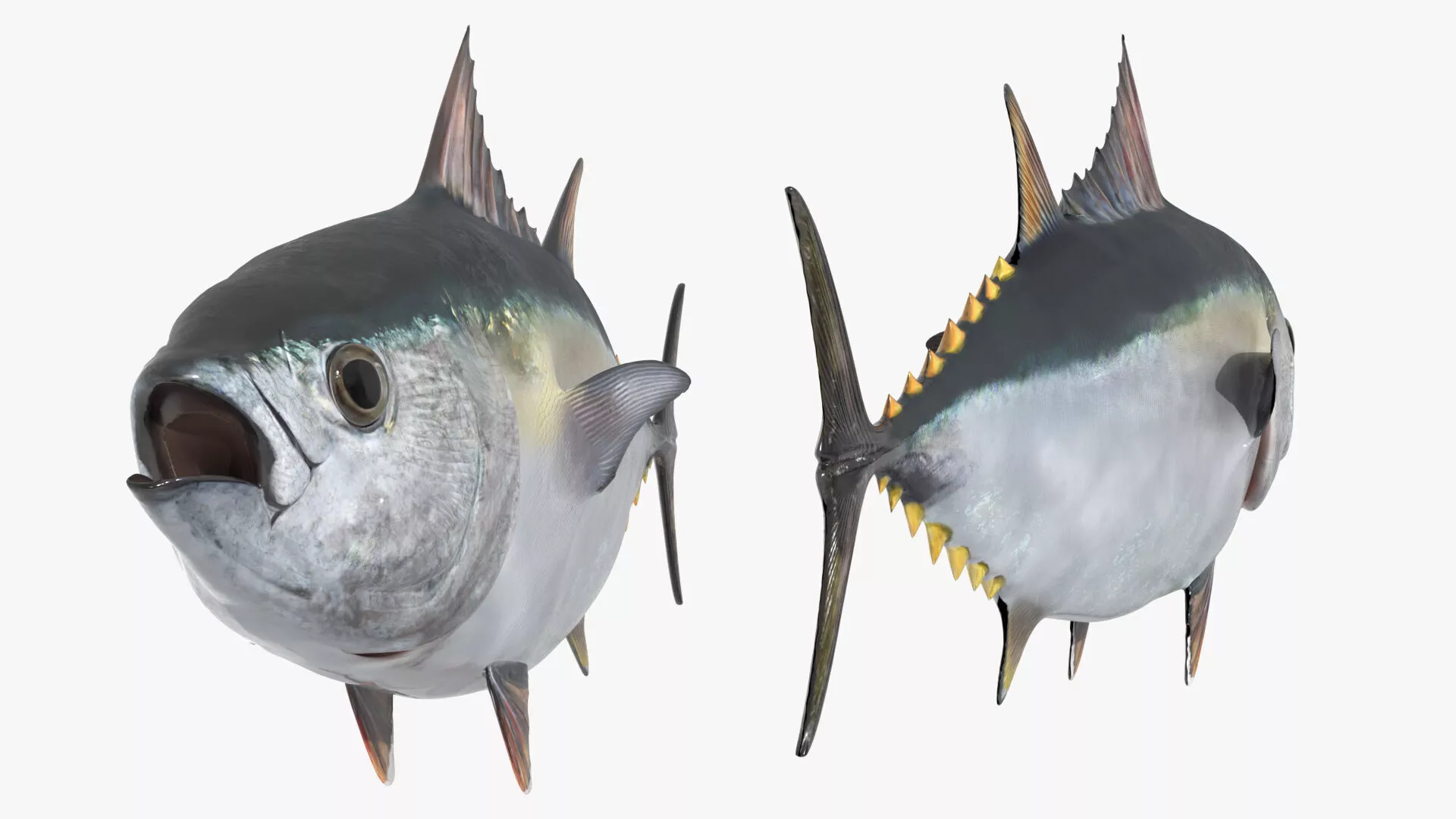 Marine Yellowfin Tuna For Blender 3D model