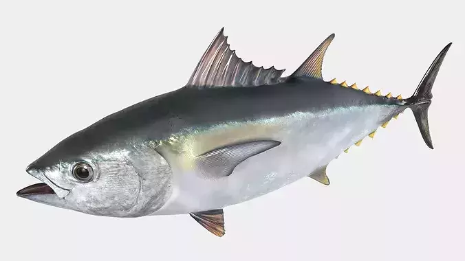 Marine Yellowfin Tuna For Blender 3D model 3