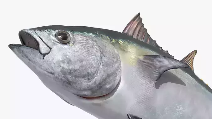 Marine Yellowfin Tuna For Blender 3D model 7