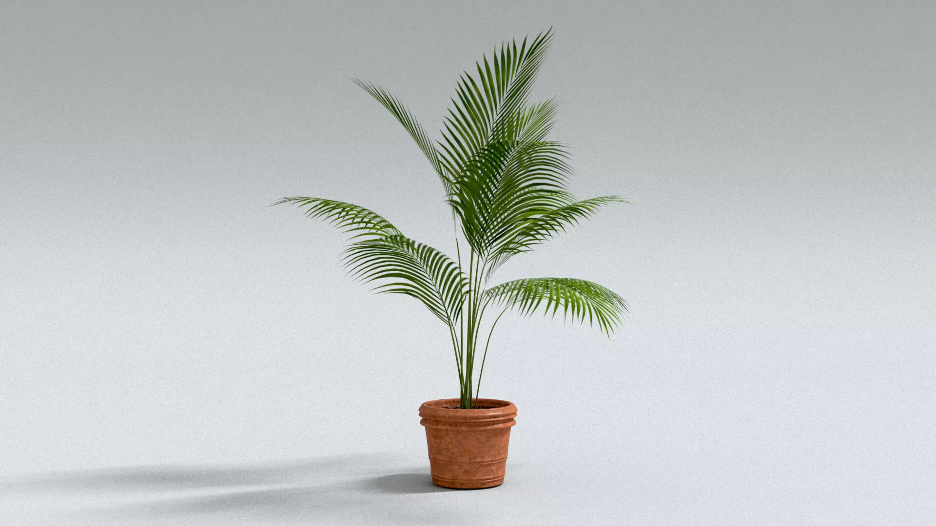 laos Areca Palm 3D model