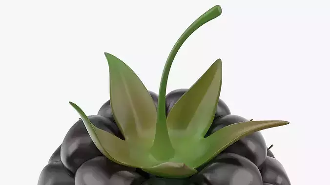 Fresh Blackberries 3D model 5