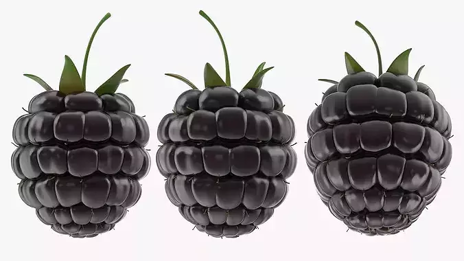 Fresh Blackberries 3D model 2