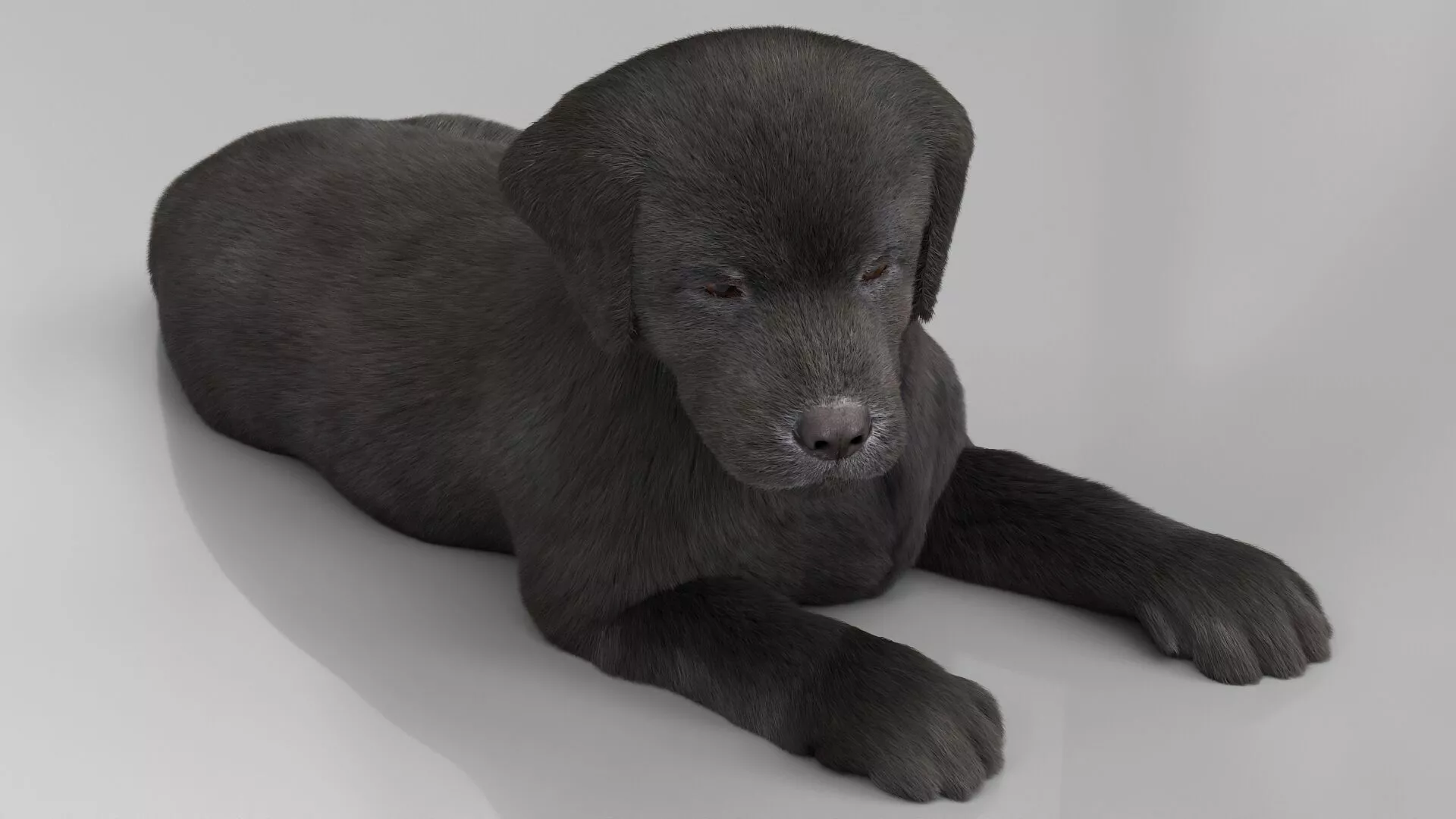 Labrador Retriever Puppy Fur Set Animated Rigged For Maya 3D model