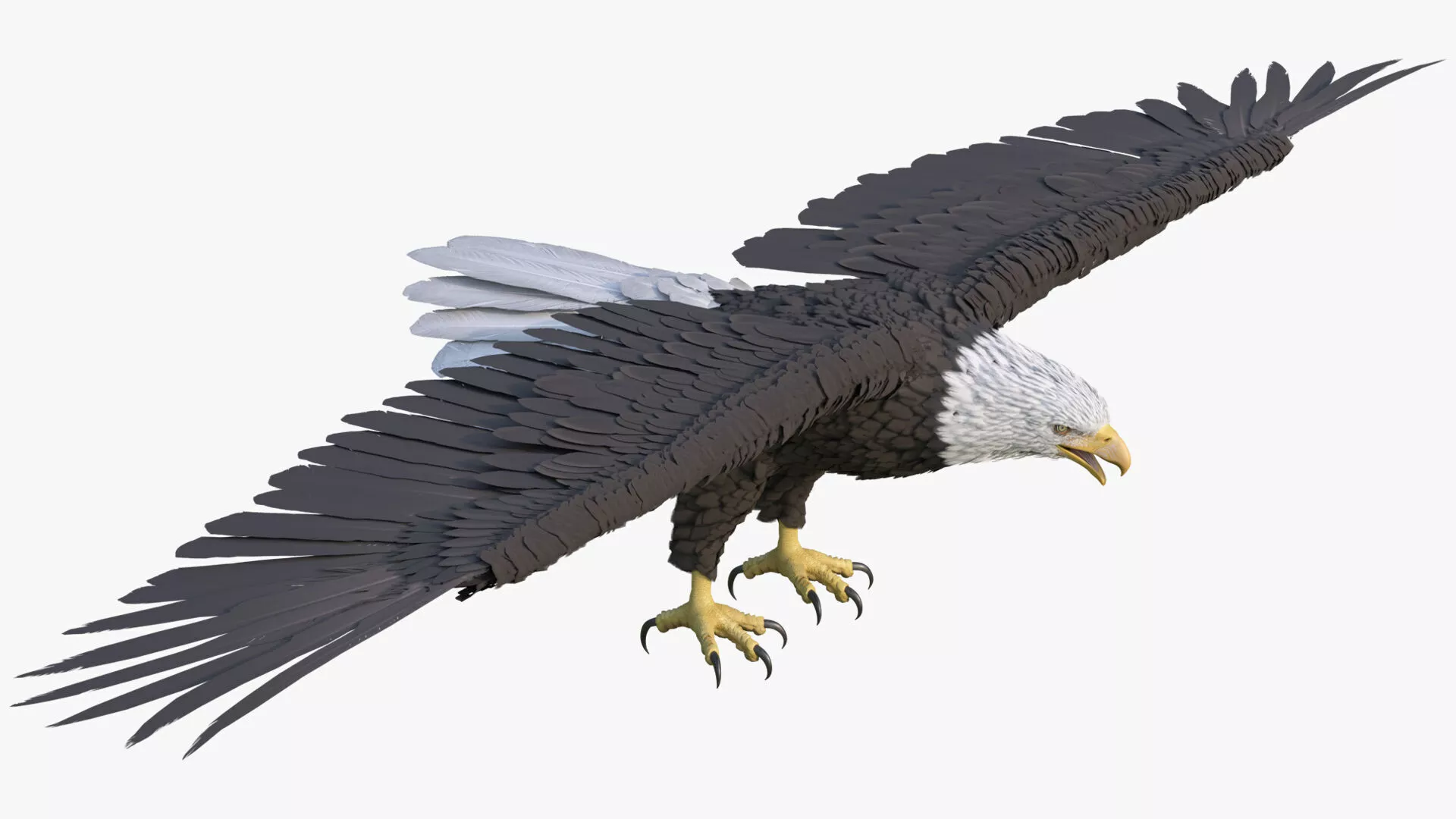 Predatory Bald Eagle For Blender 3D model