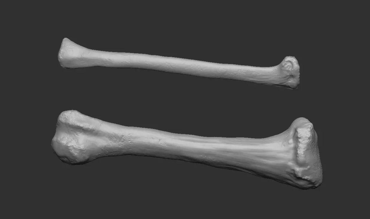 Dinosaurus Psittacosaurus Tibia and Fibula 3D print model