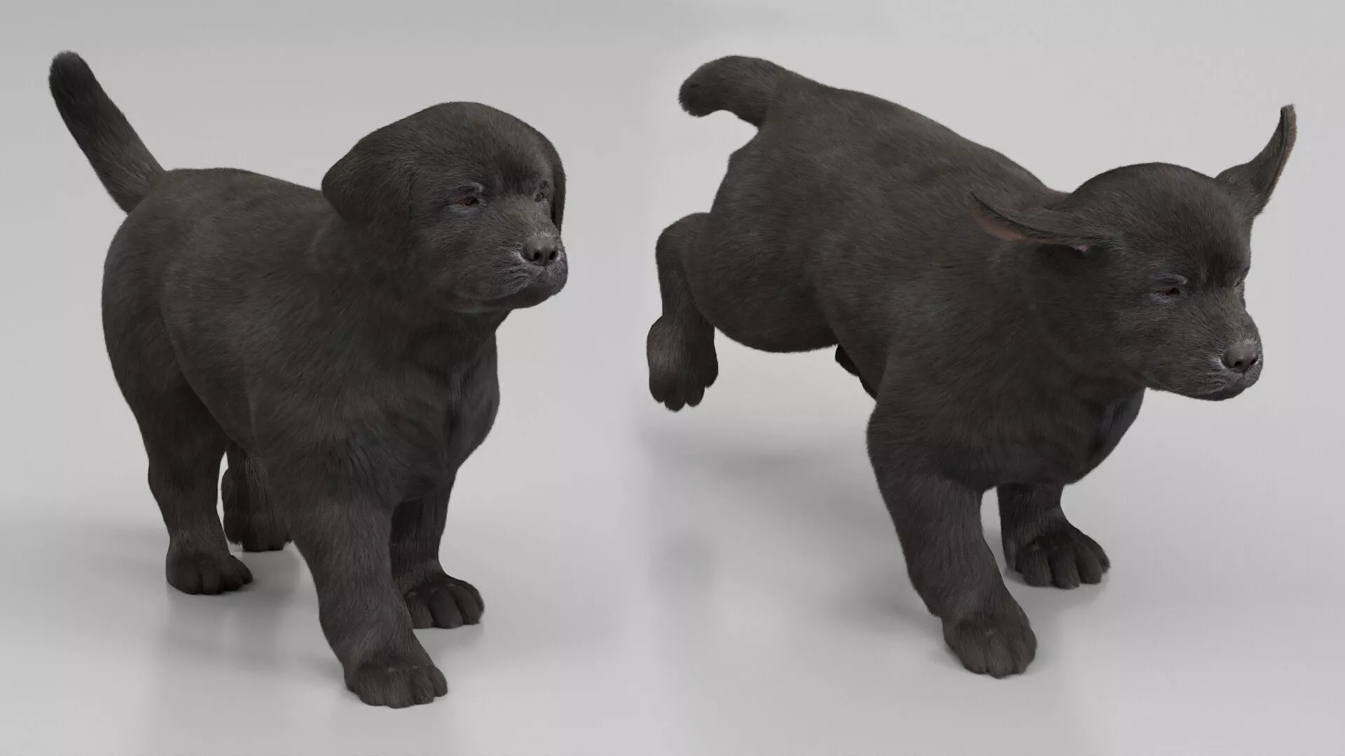 Labrador Retriever Puppy Walk and Run Animated Rigged For Maya 3D model