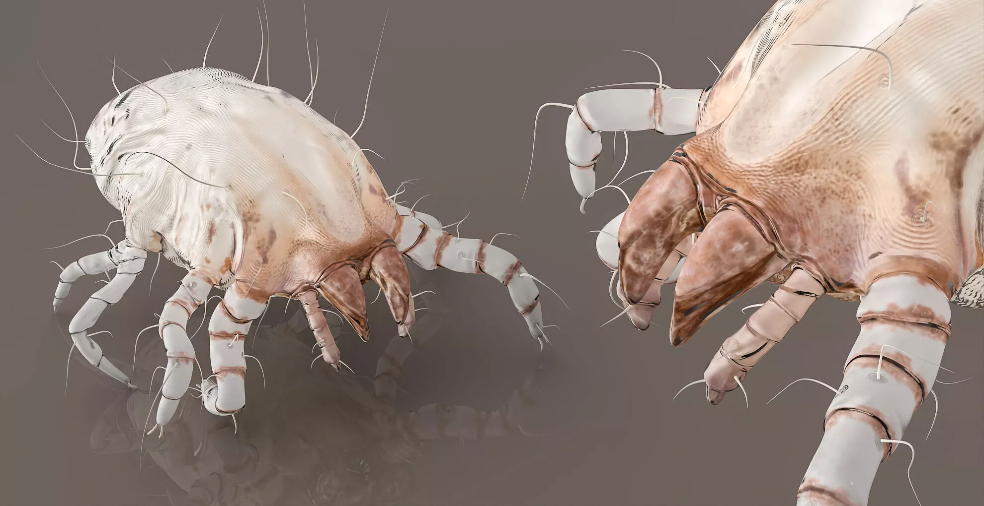 Dust Mite Walk Animated Rigged For Maya 3D model