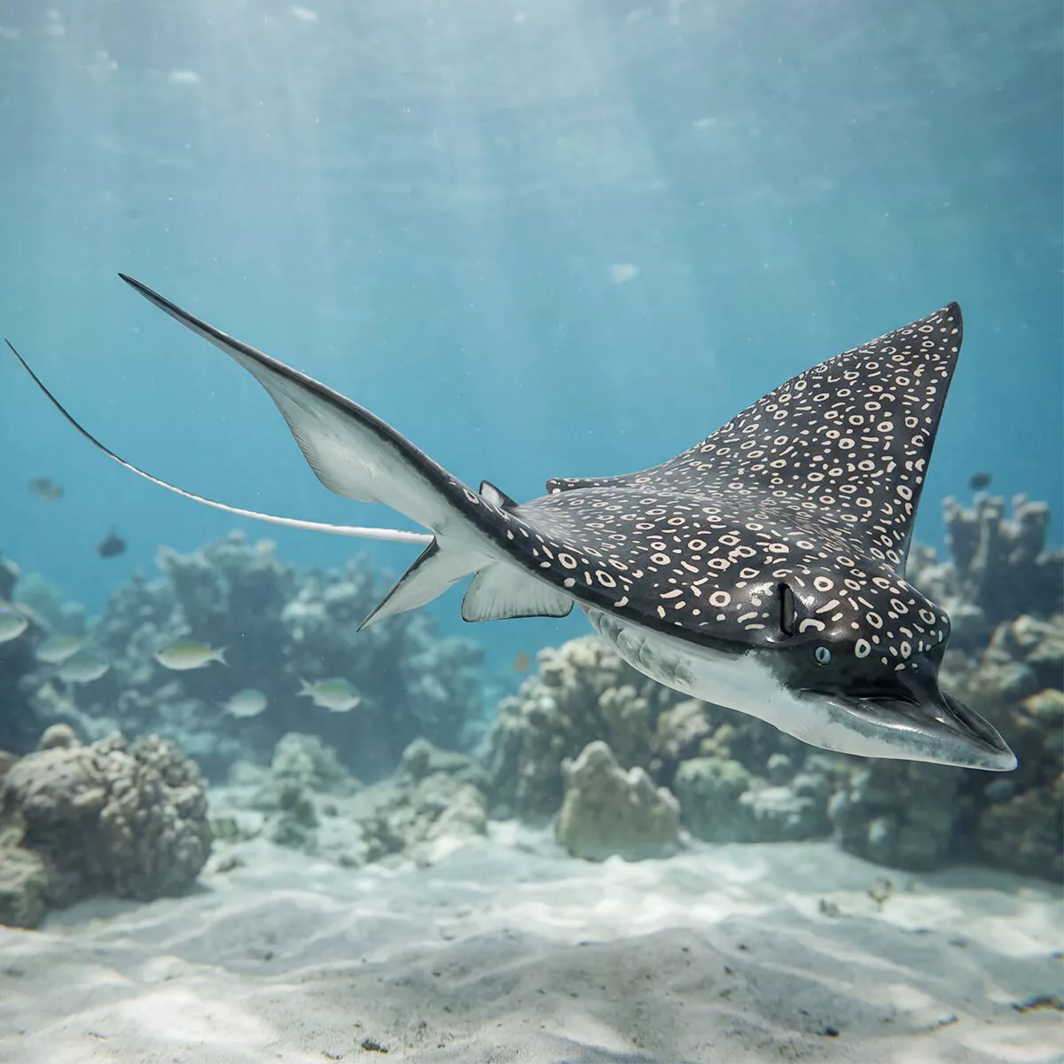 Spotted Eagle Ray Set Animated Rigged For Maya 3D model