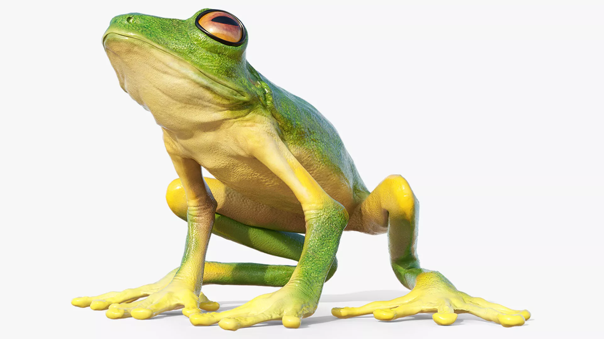 Tree Frog Rigged for Blender Animated Set Low-poly 3D model