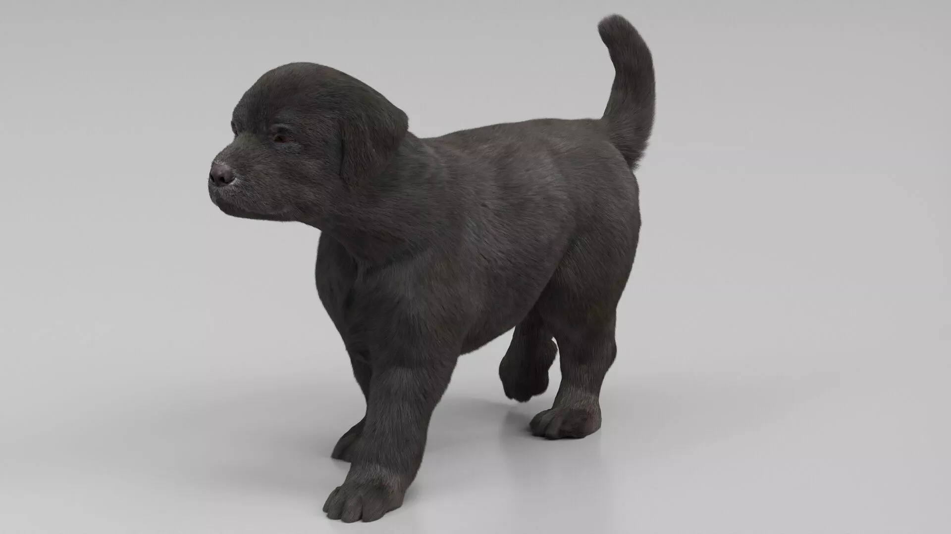 Labrador Retriever Puppy Fur Rigged For Maya 3D model