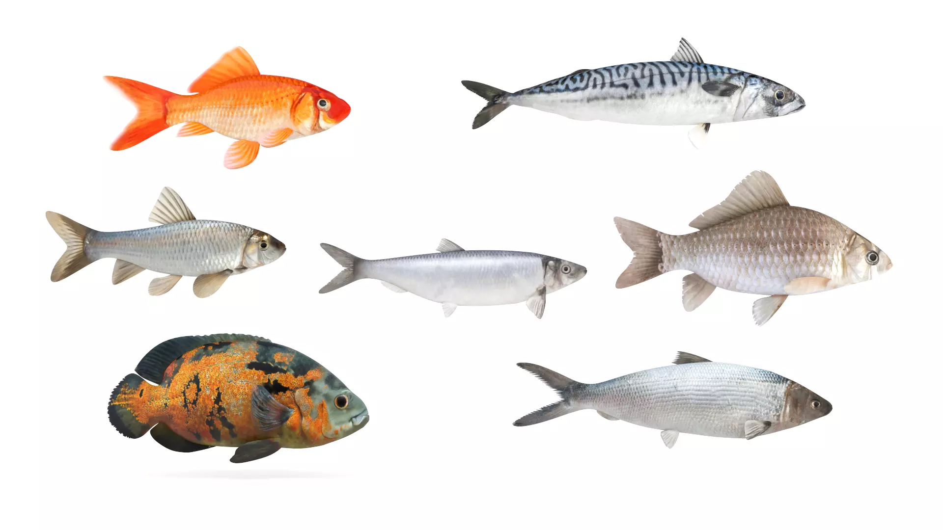 Fish Collection 3D model