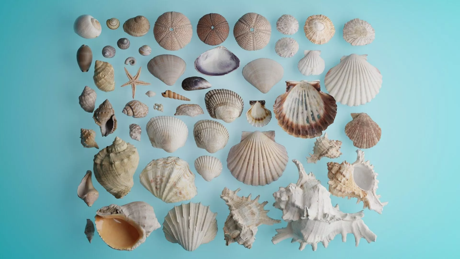 Realistic Ocean Seashell Conch Starfish 3D Model Collection Low-poly 3D model