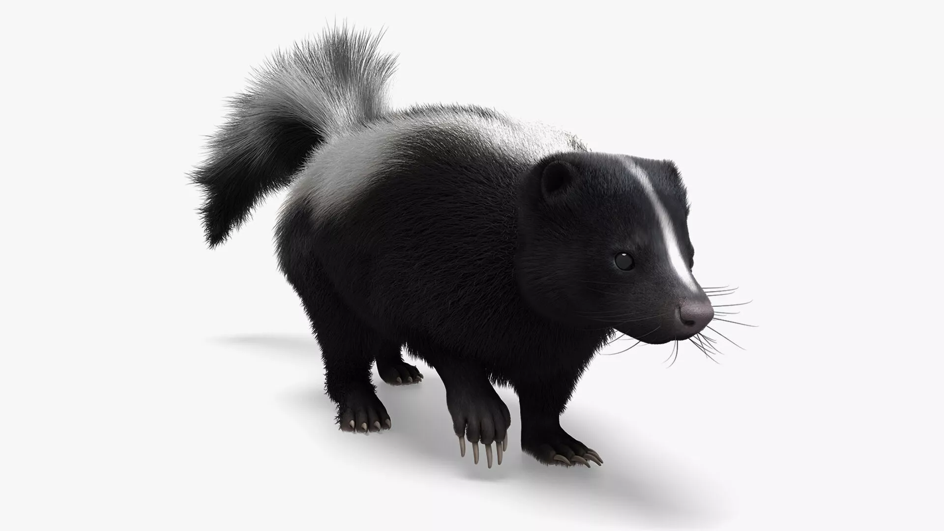 Striped Skunk Wild Animal Walk Fur Animated Rigged For Blender 3D model
