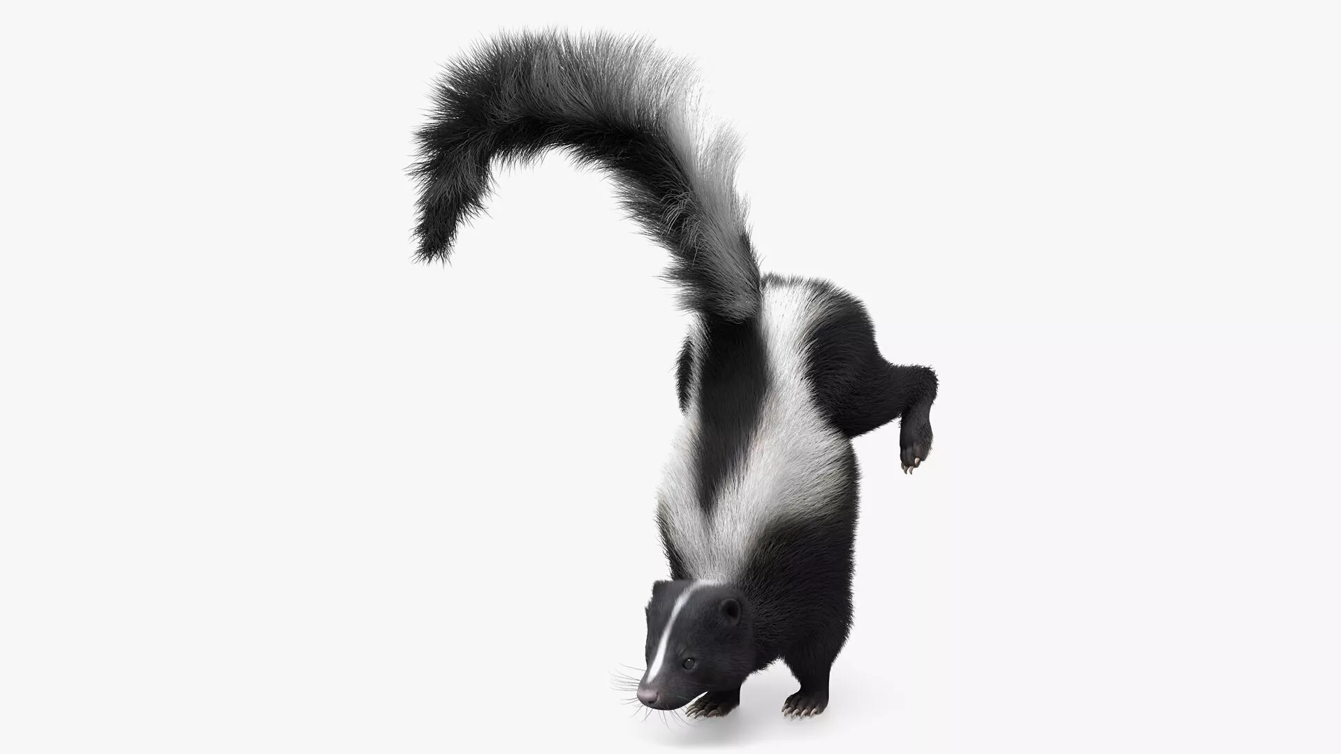 American Striped Skunk Defensive Fur Animated Rigged For Blender 3D model