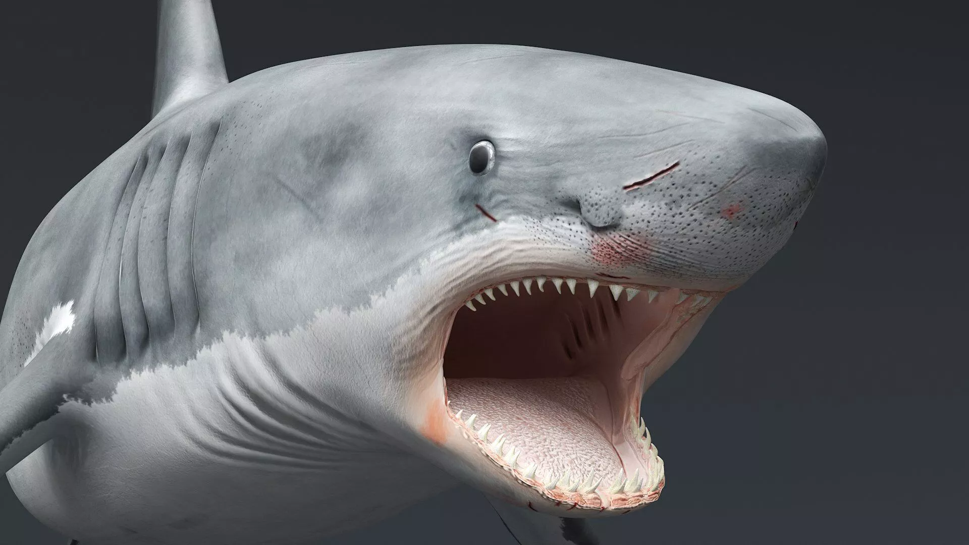 Great White Shark Fast Swim Rigged For Maya Animated 3D model
