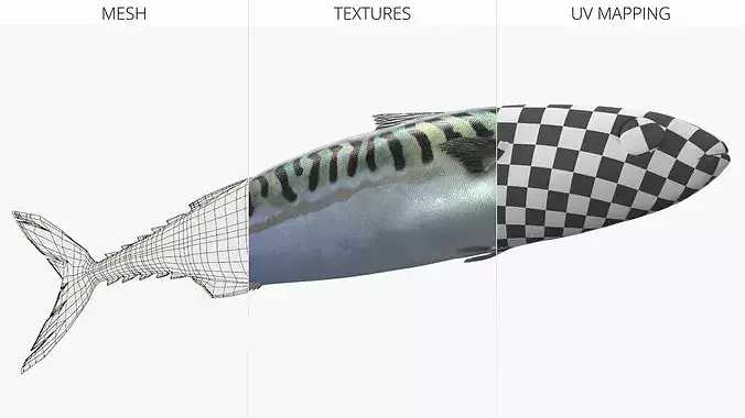 Marine Mackerel Fish Swim Animated Rigged For Blender 3D model 7