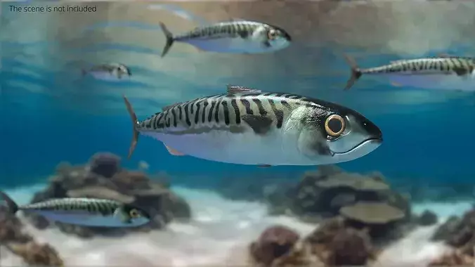 Marine Mackerel Fish Swim Animated Rigged For Blender 3D model