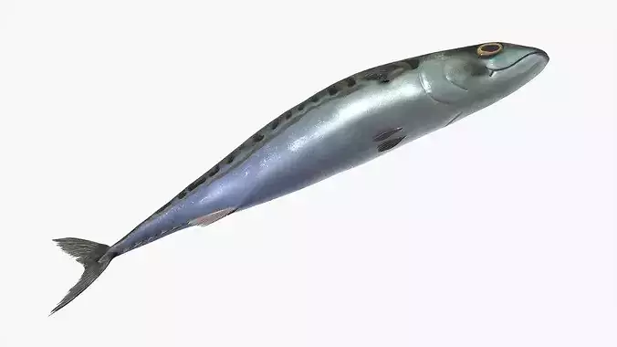 Marine Mackerel Fish Swim Animated Rigged For Blender 3D model 5