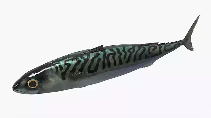 Marine Mackerel Fish Swim Animated Rigged For Blender 3D model 4