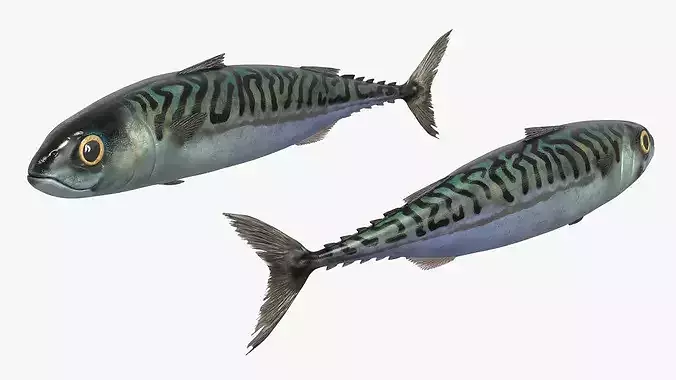 Marine Mackerel Fish Swim Animated Rigged For Blender 3D model 3