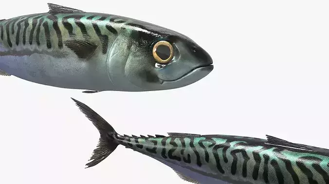 Marine Mackerel Fish Swim Animated Rigged For Blender 3D model 6