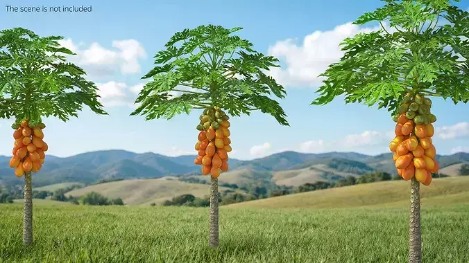 Exotic Papaya Tree with Ripe Fruit Bunch Orange Green 3D model 2
