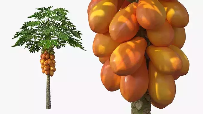 Exotic Papaya Tree with Ripe Fruit Bunch Orange Green 3D model