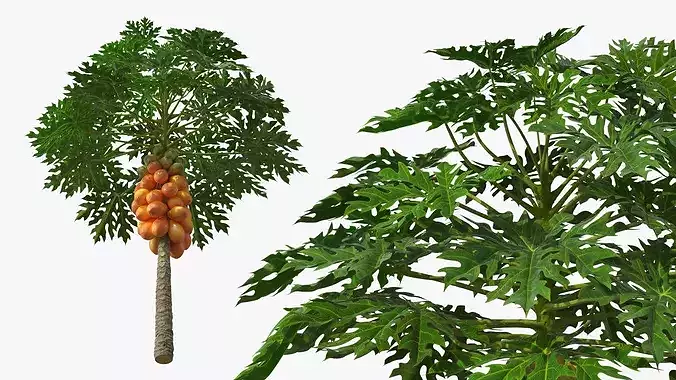 Exotic Papaya Tree with Ripe Fruit Bunch Orange Green 3D model 5