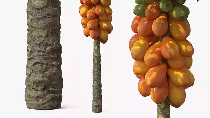 Exotic Papaya Tree with Ripe Fruit Bunch Orange Green 3D model 3