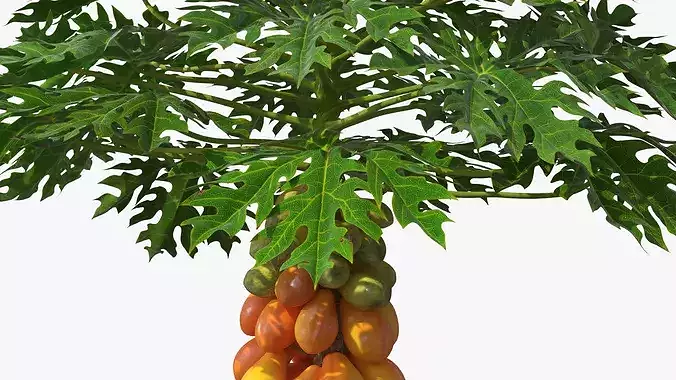 Exotic Papaya Tree with Ripe Fruit Bunch Orange Green 3D model 4