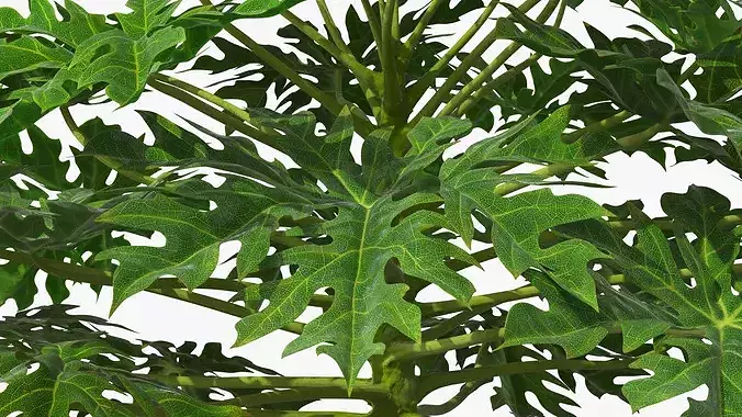 Exotic Papaya Tree with Ripe Fruit Bunch Orange Green 3D model 6