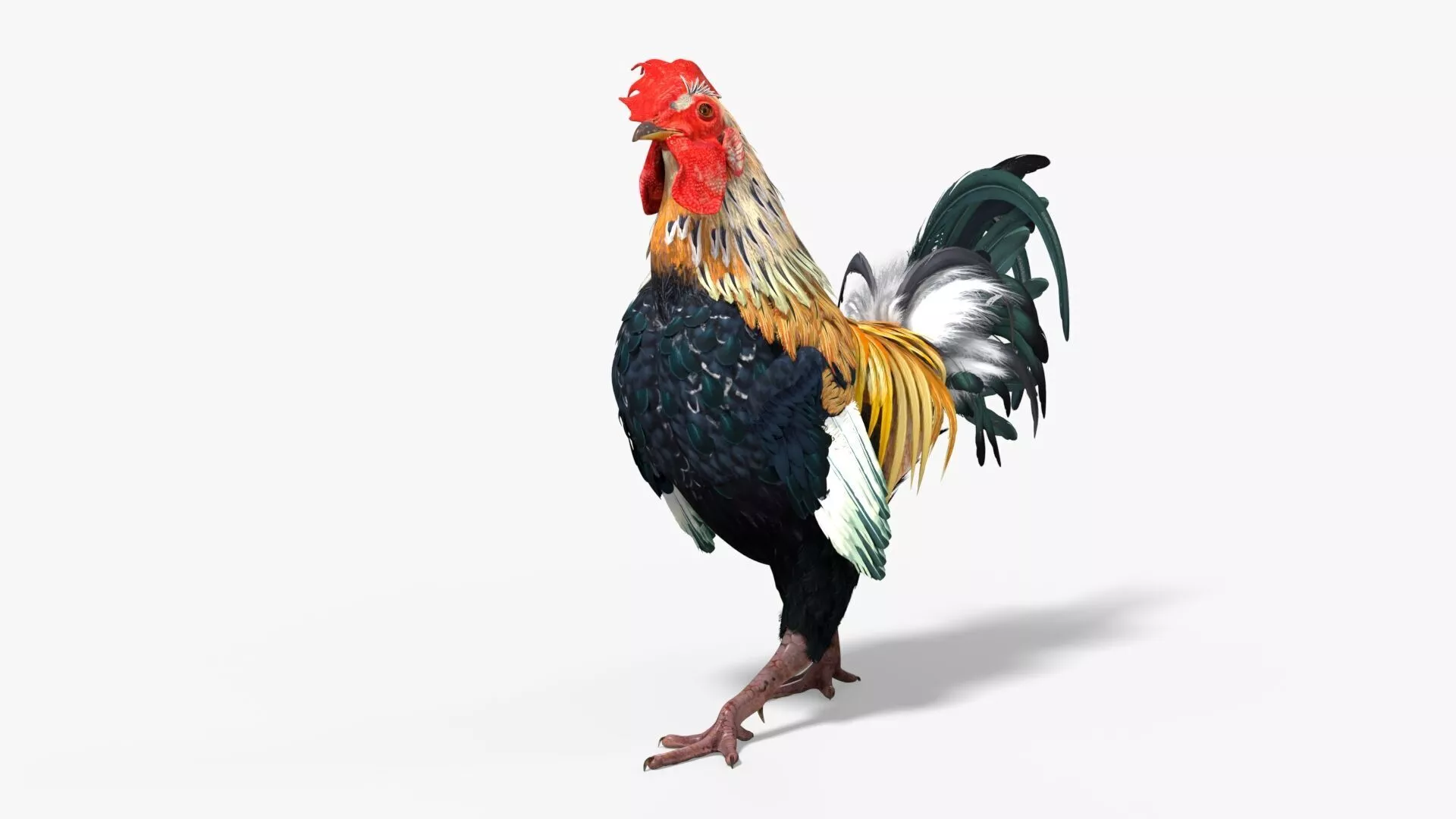 Rainbow Rooster Rigged For Blender 3D model